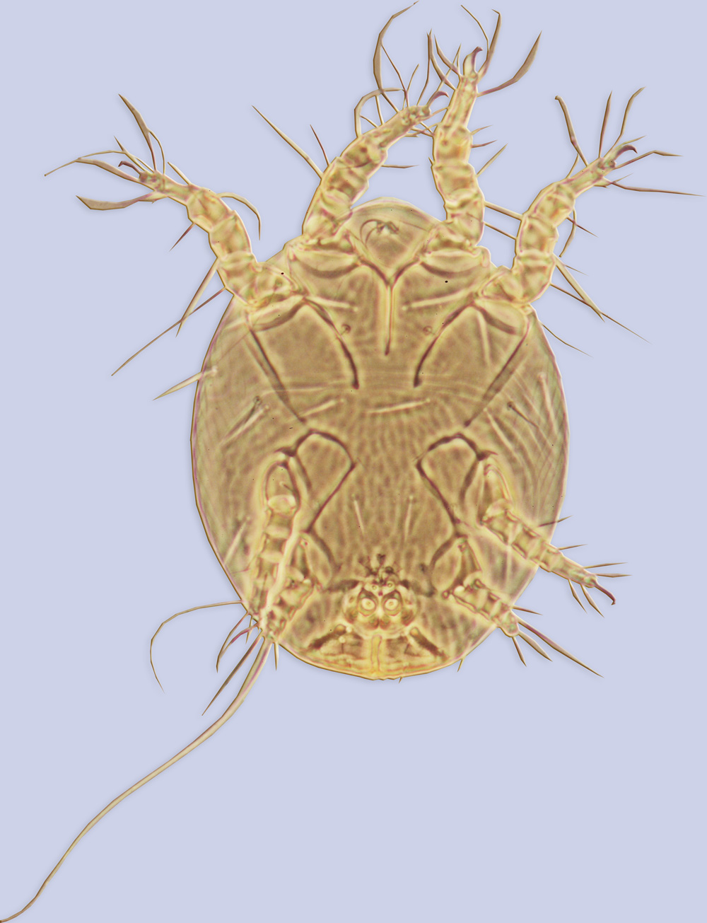 Phoretic deutonymph of the mite Centriacarus turbator ex Centris vittata, Brazil