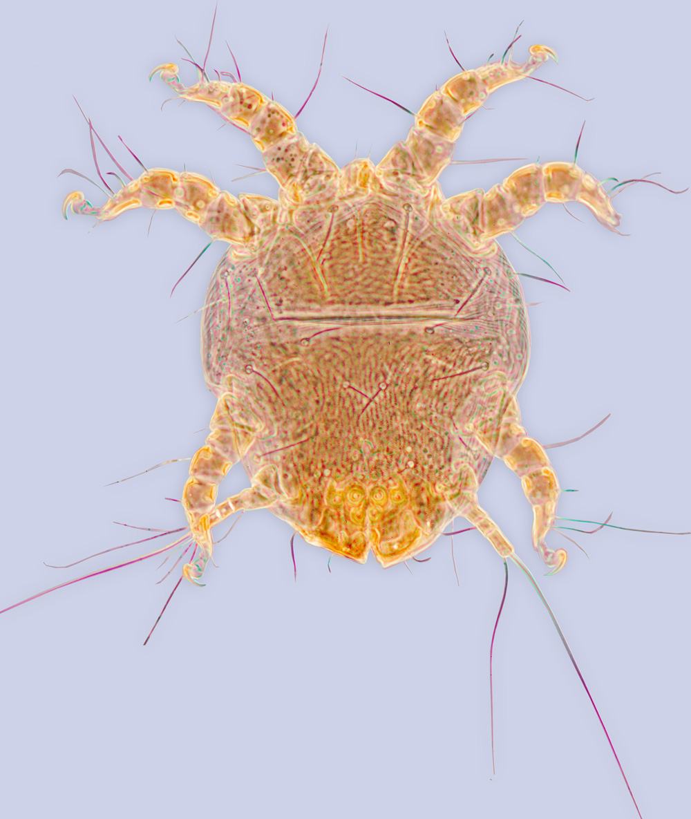 Chaetodactylus birulai, phoretic deutonymph (lectotype), ex Chelostoma florisomne, Russia, BMOC 11-0618-002