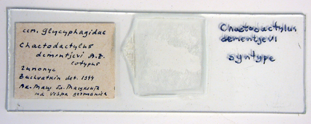 Chaetodactylus azteca