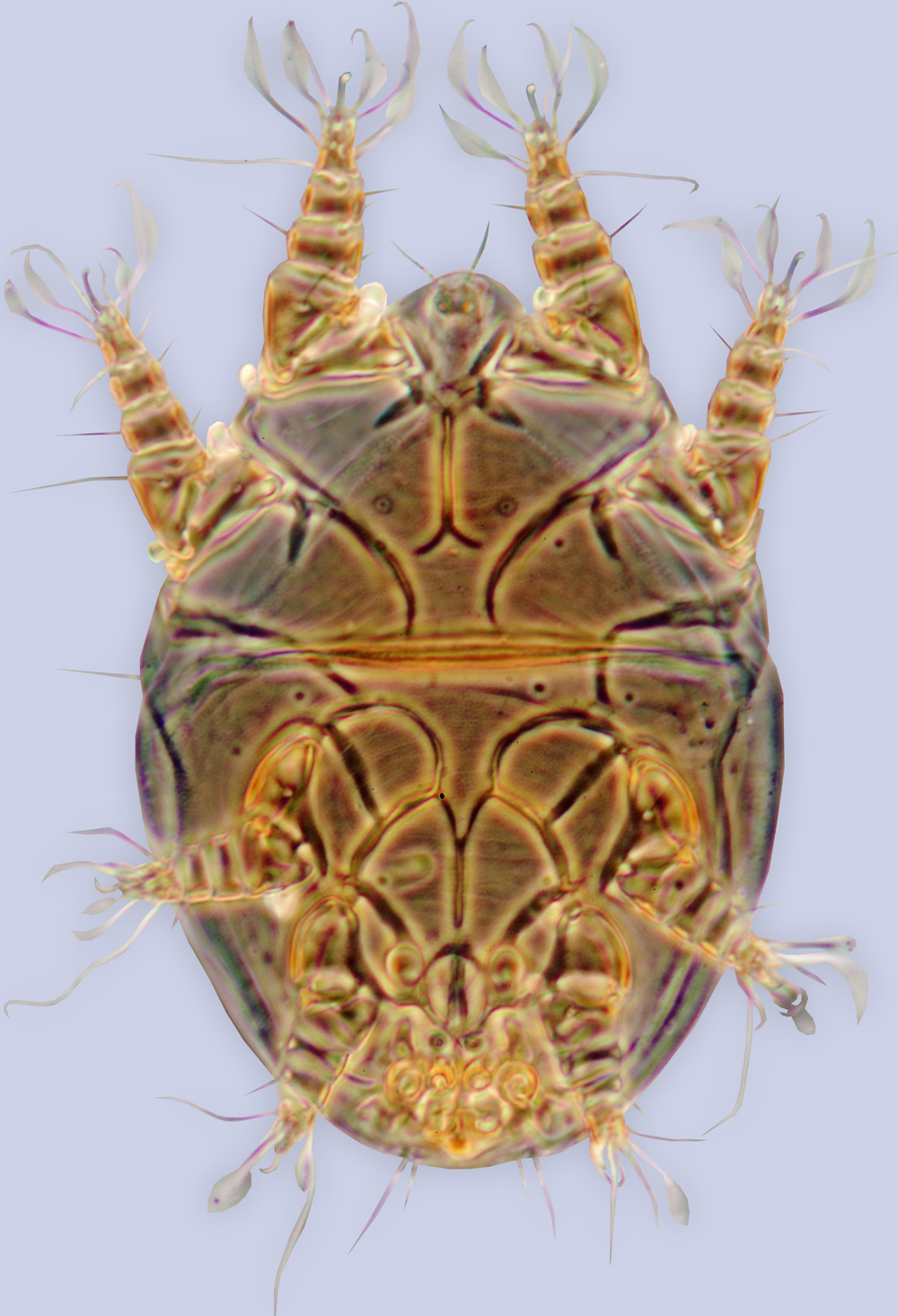Horstiella quadrata, phoretic deutonymph, holotype, ex Epicharis rustica, Guyana, BMOC 82-0124-001