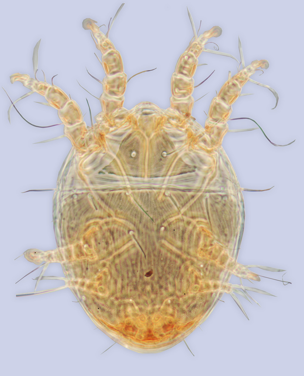 mite Roubikia officiosa