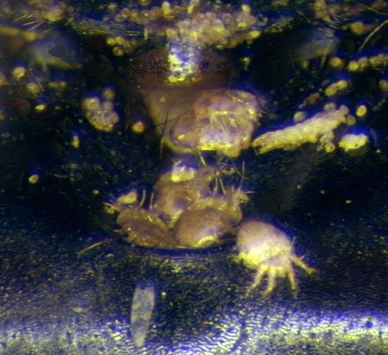 mite Roubikia latebrosa in metasomal acarinarium of bee Tetrapedia