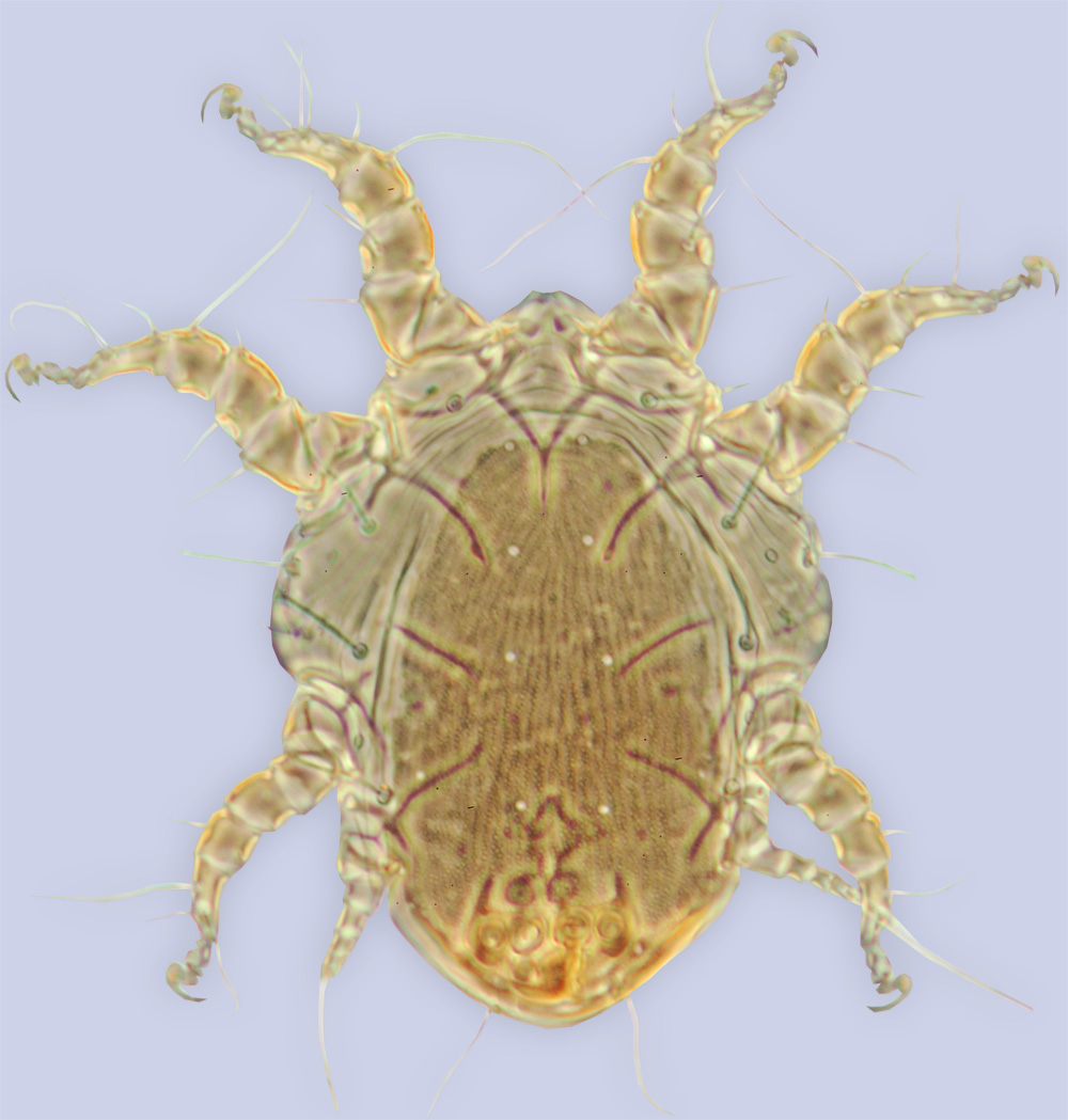Sennertia bifida