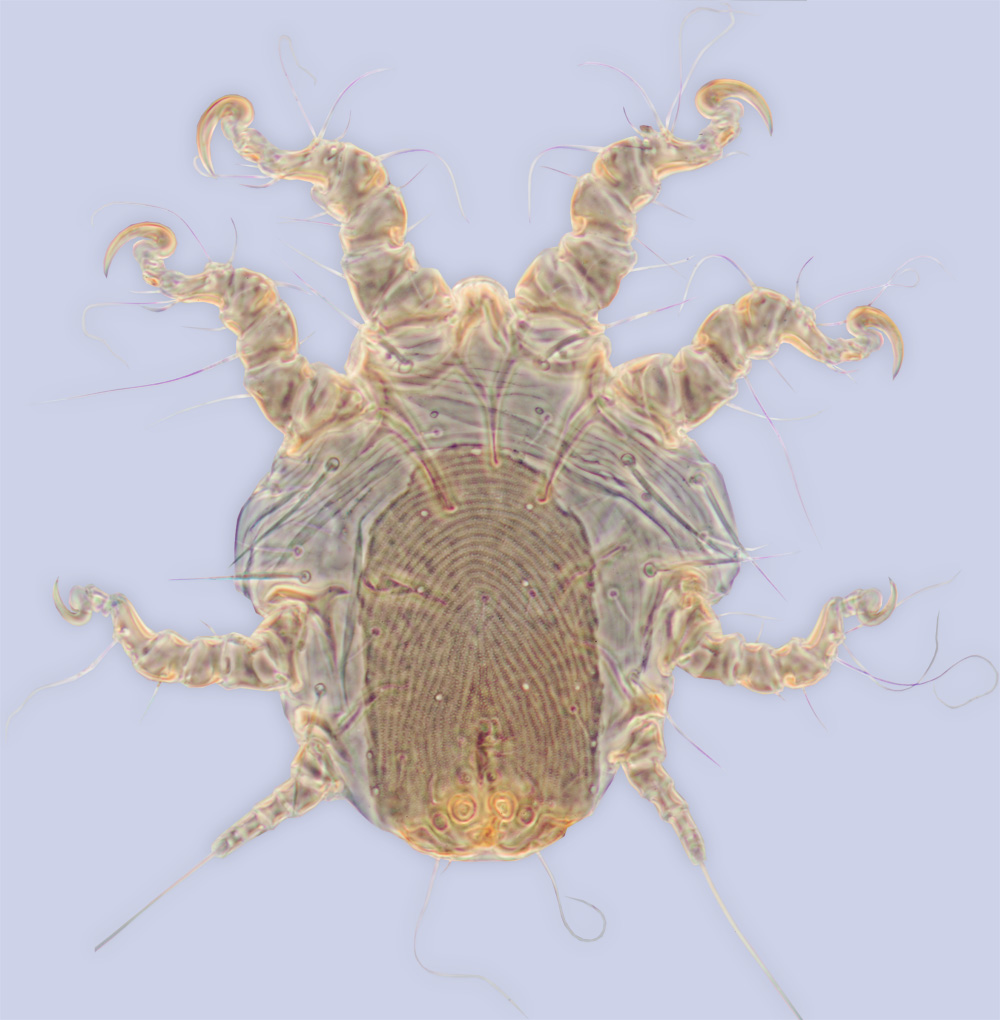 Sennertia cerambycina