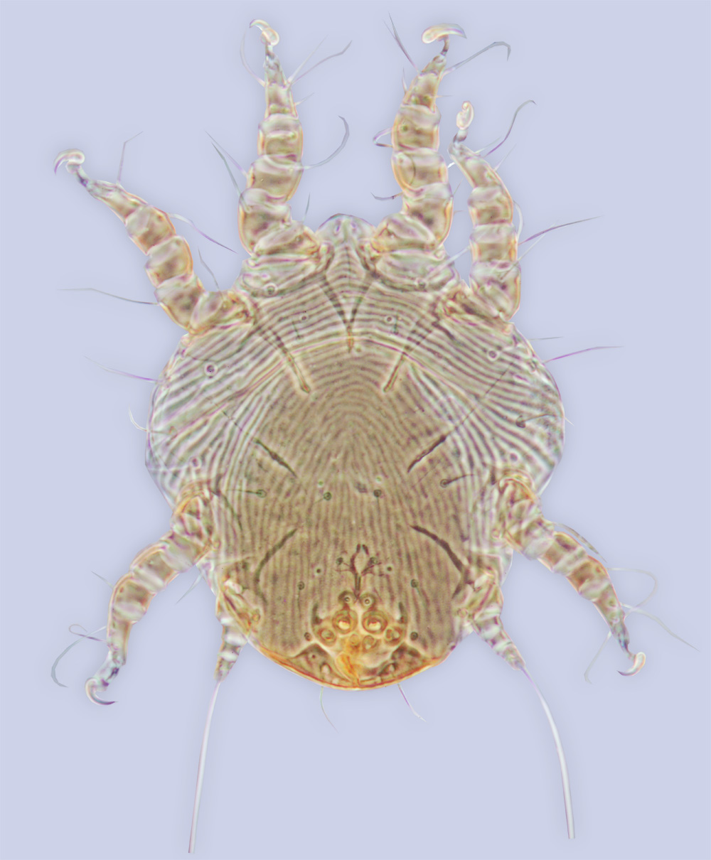 Sennertia ceratinarum