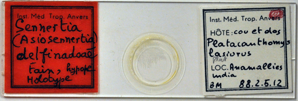 Sennertia delfinadoae, holotype slide, IRSNB, BMOC 11-0930-001