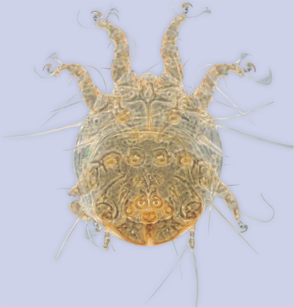 Sennertia devincta