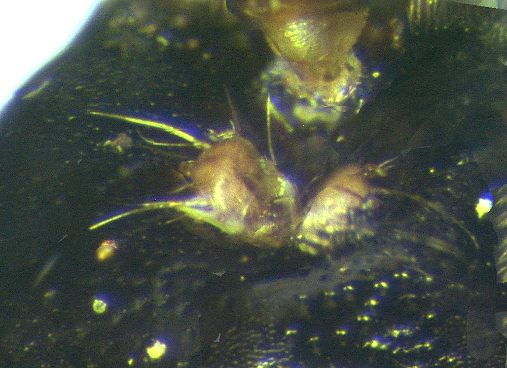 Phoretic deutonymphs of the mite Sennertia devincta dispersing on the bee Ceratina sp. in Peru