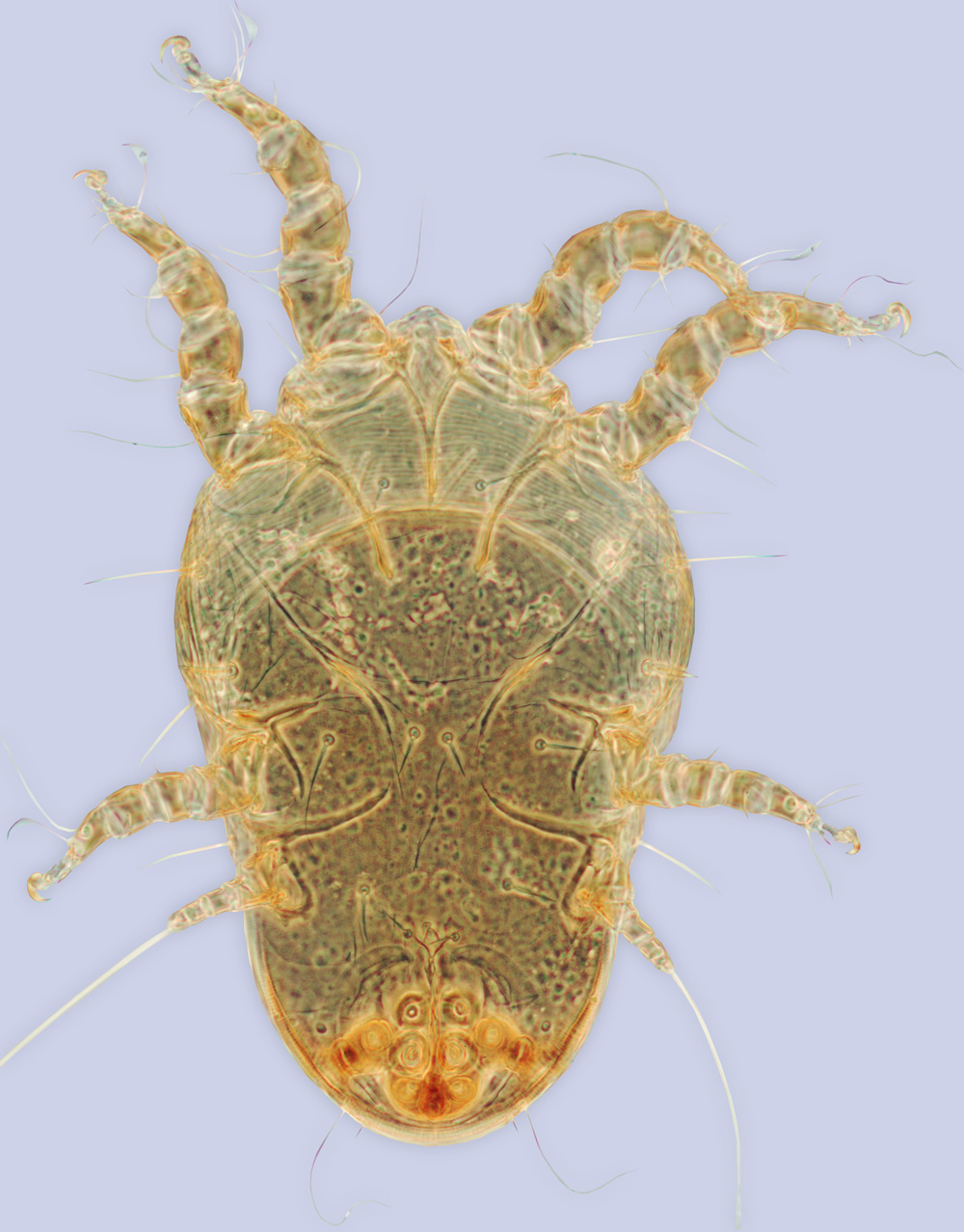 Sennertia recondita, phoretic deutonymph (holotype), ex Ceratina eximia, Mexico, BMOC 96-0510-231