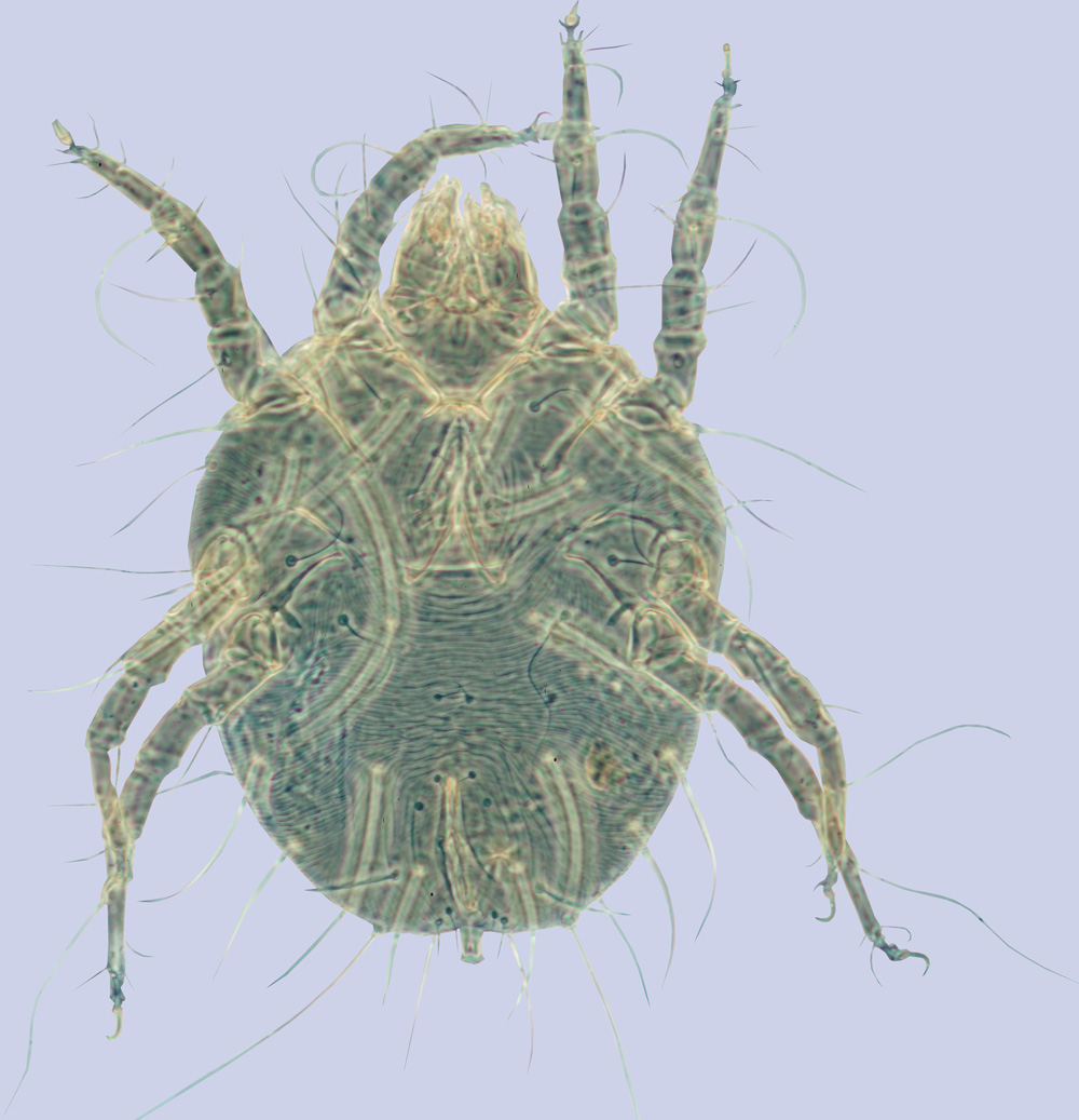 Sennertia vaga, female (holotype), ex Xylocopa tabaniformis orpifex, California, BMOC 04-1122-025