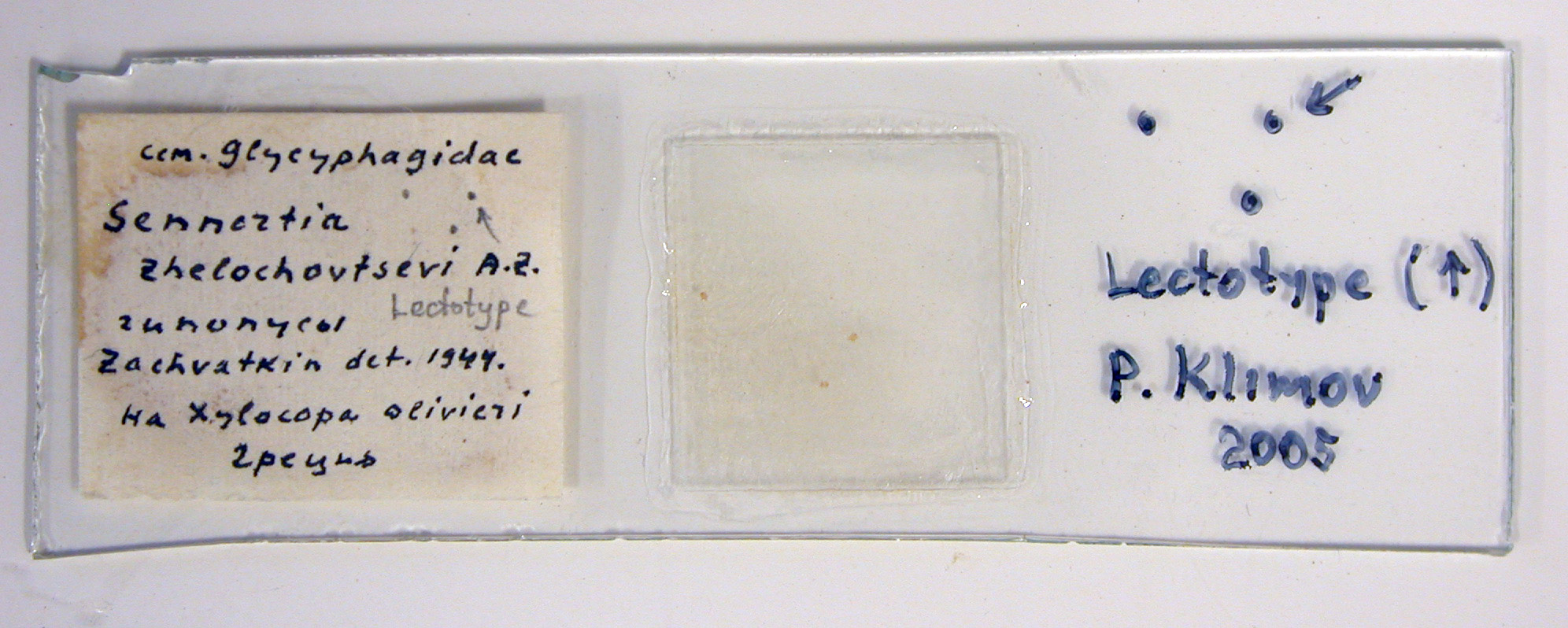 Sennertia zhelochovtsevi lectotype slide